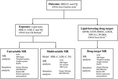 Lipids, lipid-lowering agents, and inflammatory bowel disease: a Mendelian randomization study